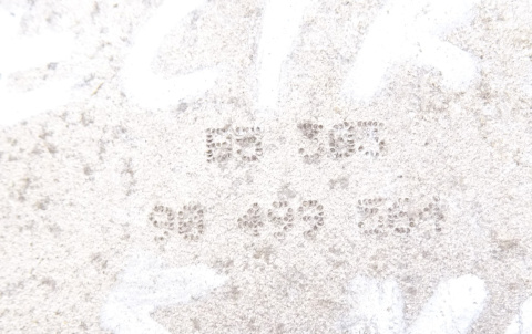 VECTRA B 2,5 V6 PRZEPUSTNICA 90499564